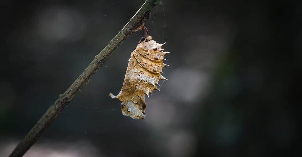 Detailed view of a chrysalis hanging from a branch, showcasing metamorphosis.