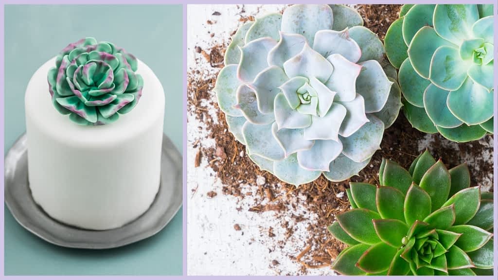 Succulents Cake Ideas: 4 Secrets To Blossom & Create! - CakeLovesMe - New Cake Designs!, Cake Trends, Piping for Cakes, Special Occasion Cakes - fault line cake design -