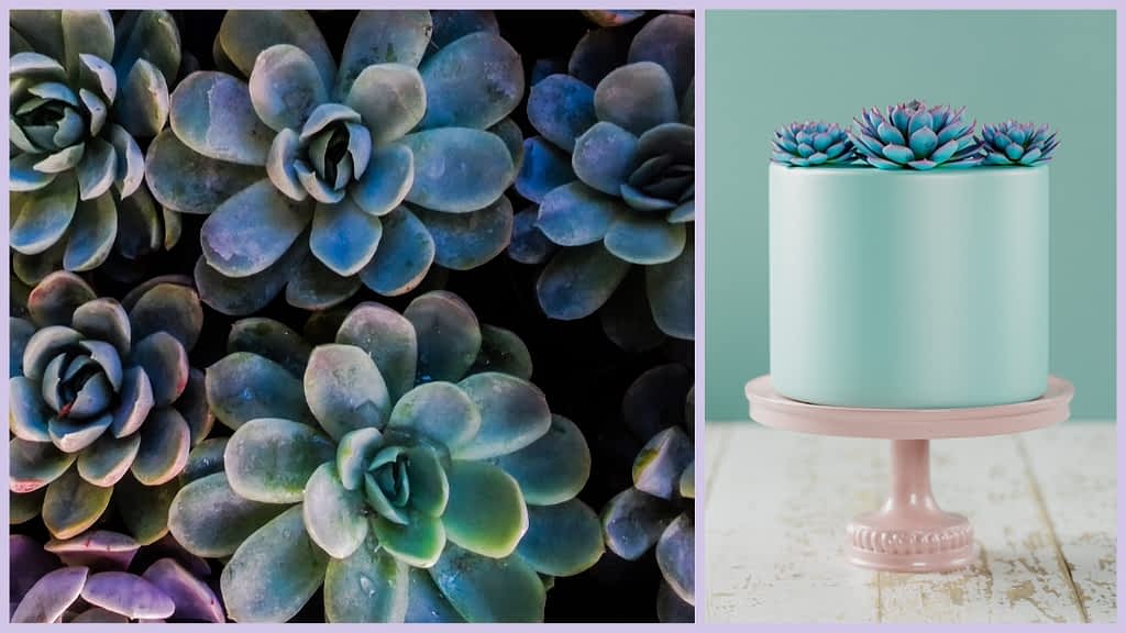 Succulents Cake Ideas: 4 Secrets To Blossom & Create! - CakeLovesMe - Cake Baking Tips and Tricks, Cake Trends, Special Occasion Cakes - mini cake ideas -