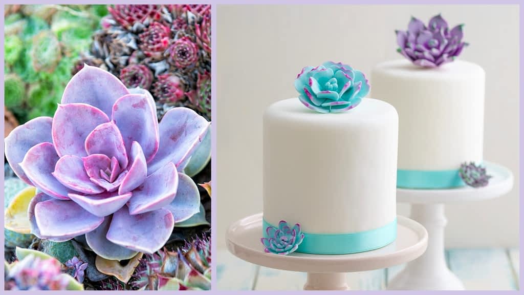 Succulents Cake Ideas: 4 Secrets To Blossom & Create! - CakeLovesMe - Special Occasion Cakes - mini cake ideas - Special Occasion Cakes