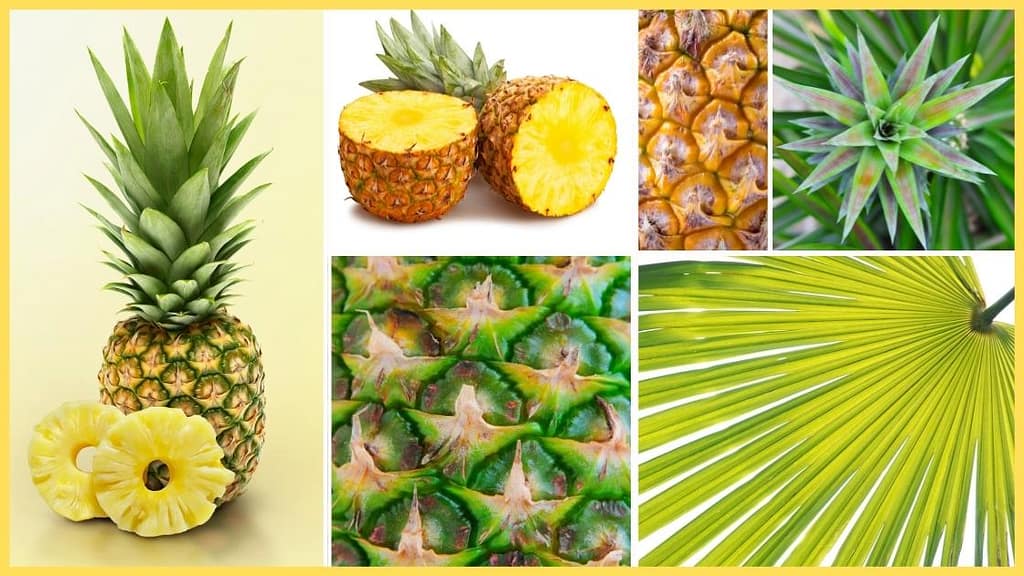 5 Steps to a Surprisingly Simple Festive Pineapple Cake Design 6 5 Steps to a Surprisingly Simple Festive Pineapple Cake Design - CakeLovesMe - New Cake Designs!, Birthday Cakes, Cake Trends, For Men - pineapple cake -