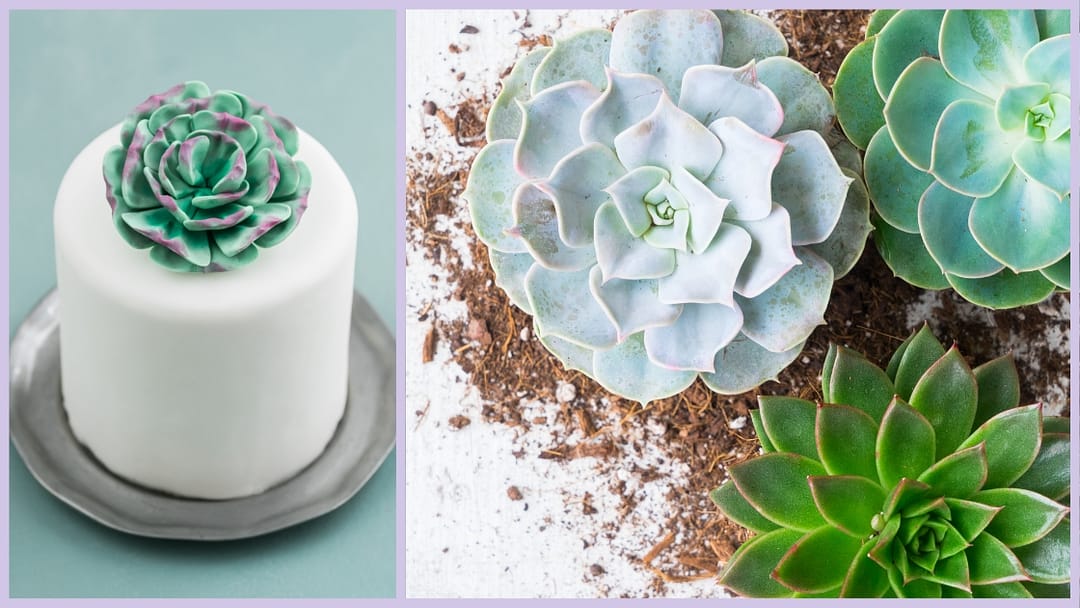 Succulents Cake Ideas: 4 Secrets To Blossom & Create! 26 Succulents Cake Ideas: 4 Secrets To Blossom & Create! - CakeLovesMe - New Cake Designs!, Birthday Cakes, Cake Trends, Fondant Cakes - succulents cake ideas -