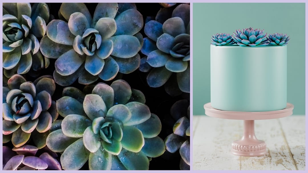 Succulents Cake Ideas: 4 Secrets To Blossom & Create! 14 Succulents Cake Ideas: 4 Secrets To Blossom & Create! - CakeLovesMe - New Cake Designs!, Birthday Cakes, Cake Trends, Fondant Cakes - succulents cake ideas -