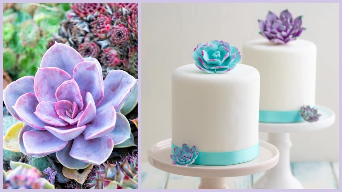 Succulents Cake Ideas: 4 Secrets To Blossom & Create! 16 Succulents Cake Ideas: 4 Secrets To Blossom & Create! - CakeLovesMe - New Cake Designs!, Birthday Cakes, Cake Trends, Fondant Cakes - succulents cake ideas -