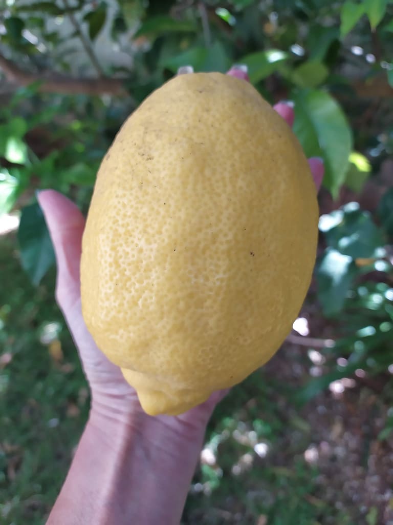 A Useful Lemon Loaf Cake with Lemon Glaze: Recipe and Tips 6 A Useful Lemon Loaf Cake with Lemon Glaze: Recipe and Tips - CakeLovesMe - Recipes, Cake Baking Tips and Tricks - lemon loaf cake -